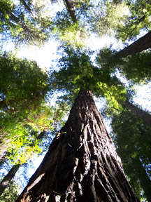 Redwood Mandala